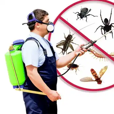 pest control Wabasso